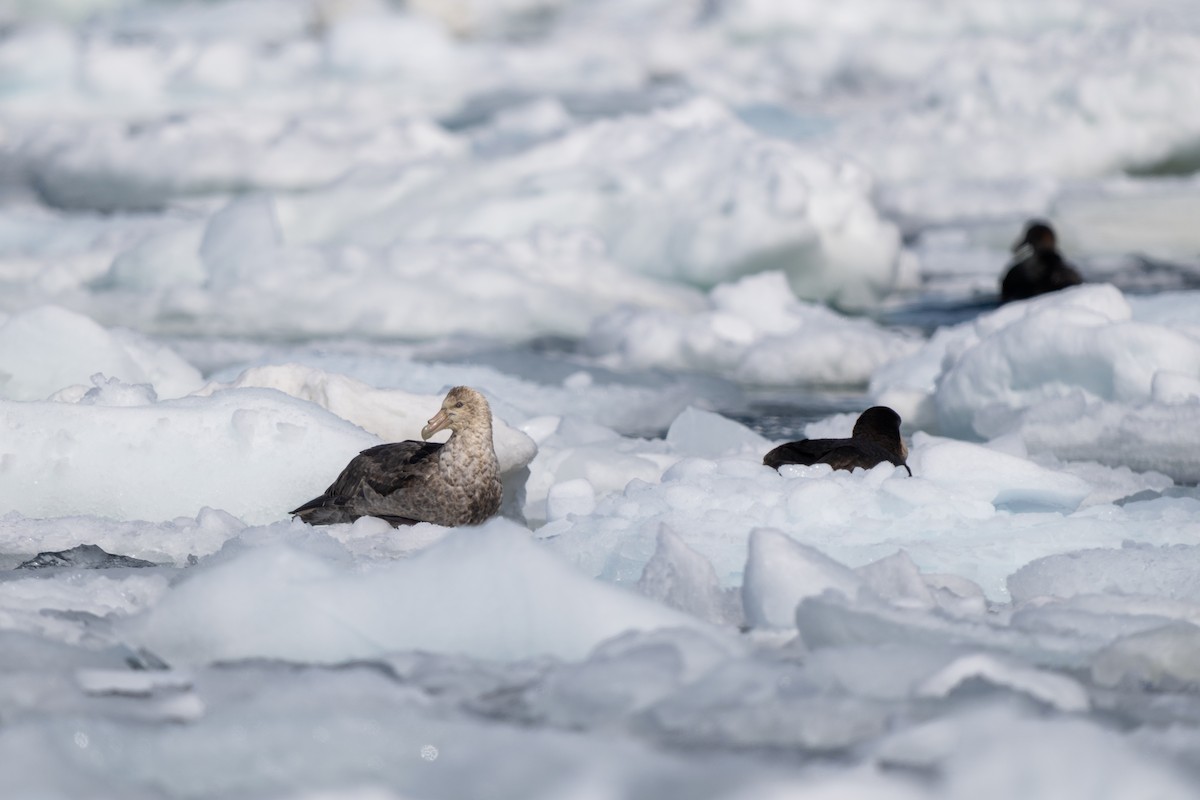 סערון-ענק דרומי - ML646700935