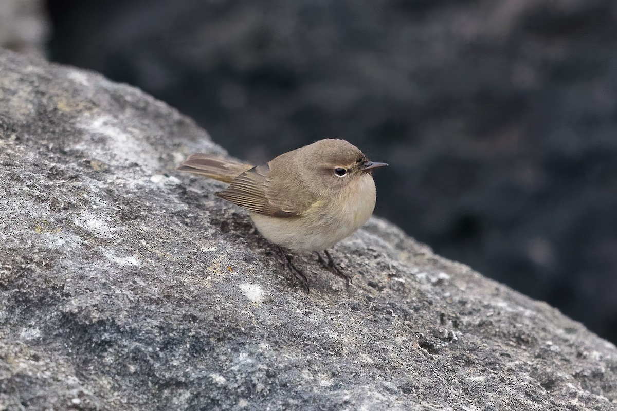 עלווית חורף - ML646700937