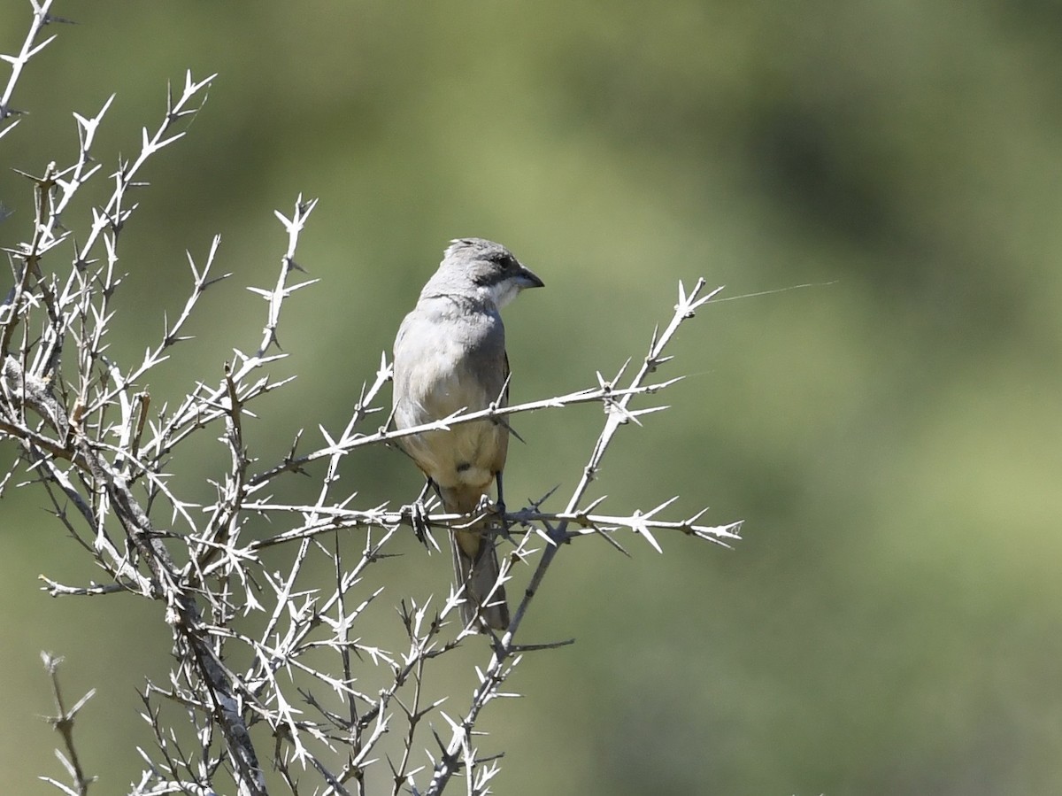 Diuca Finch - ML646700943