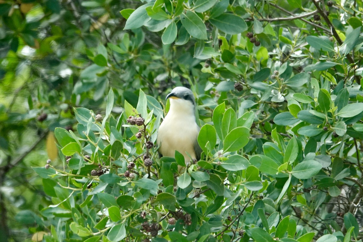 Мангровая пиайя - ML646700944