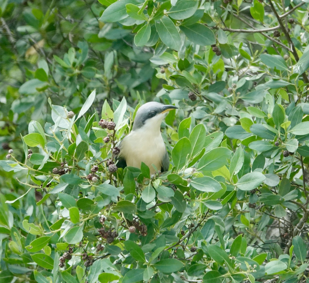 Мангровая пиайя - ML646700945