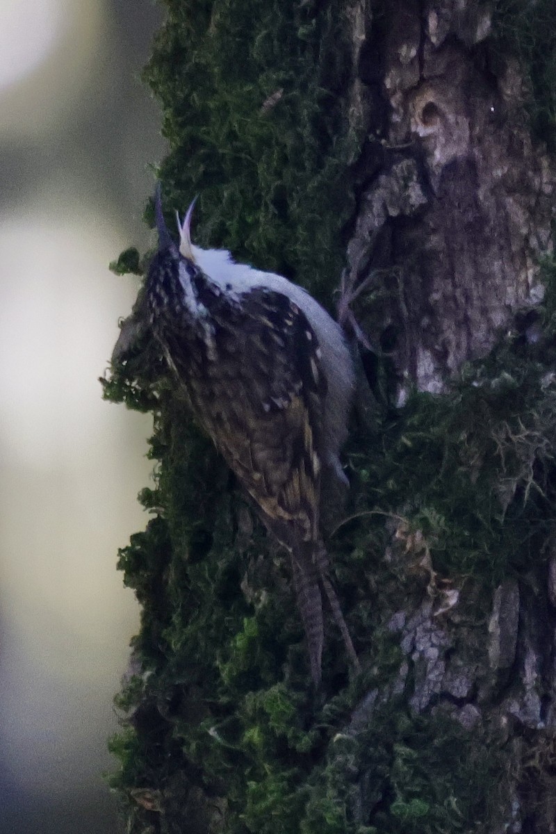Bar-tailed Treecreeper - ML646700947