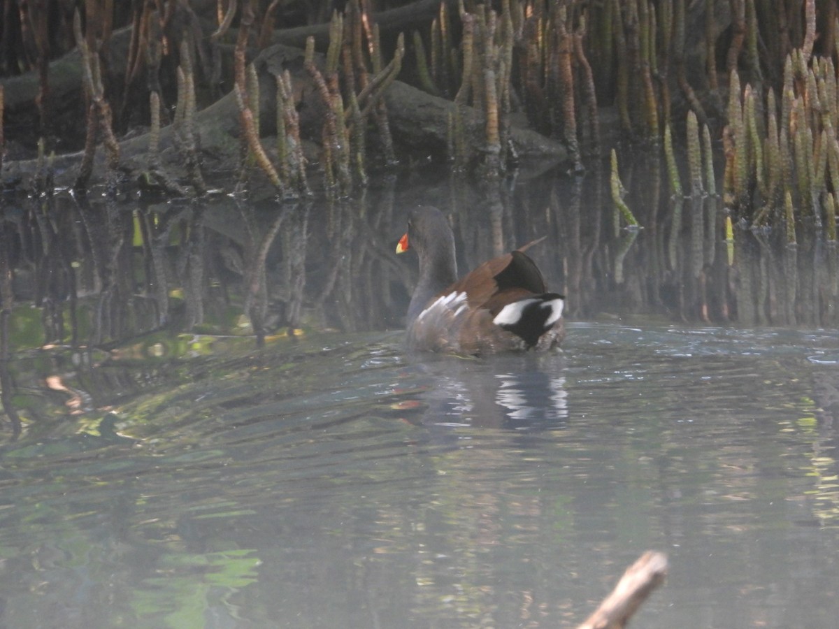 Gallinule d'Amérique - ML646700951
