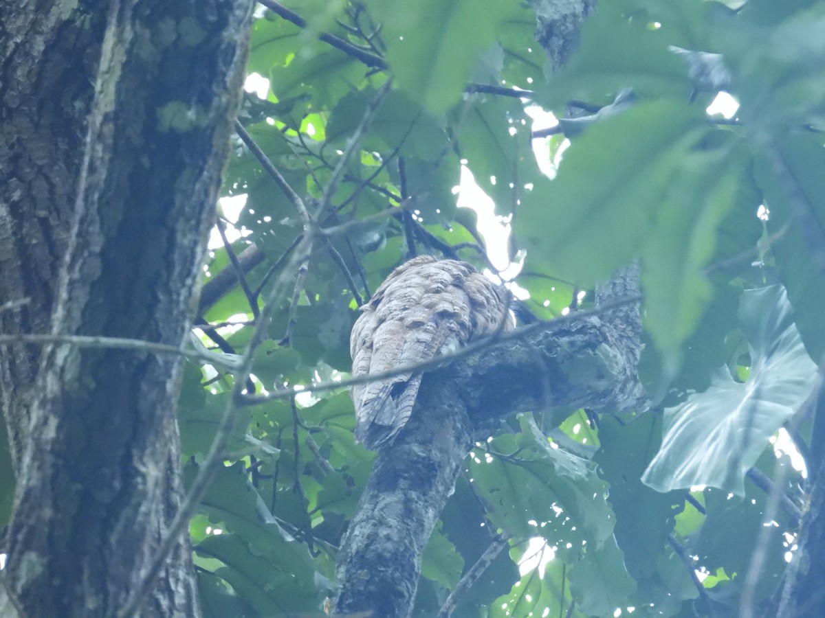 Great Potoo - ML646700953