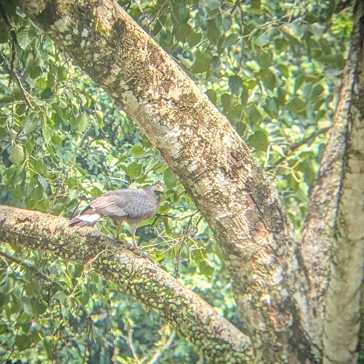 Crested Serpent-Eagle - ML646700954