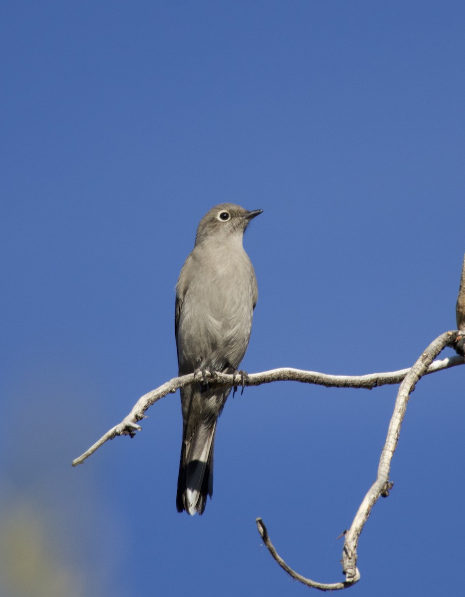 Solitario Norteño - ML646700955