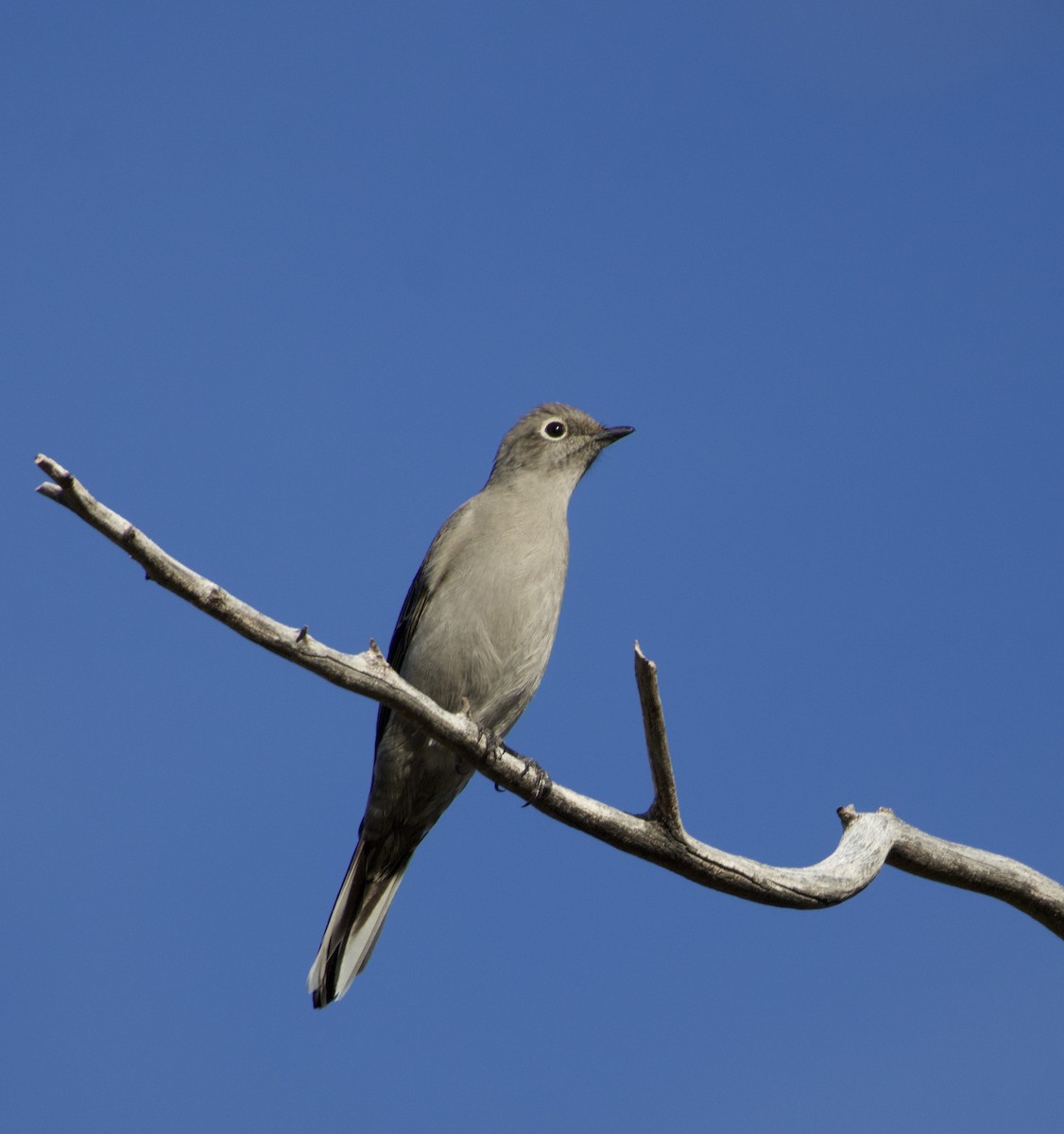 Solitario Norteño - ML646700957