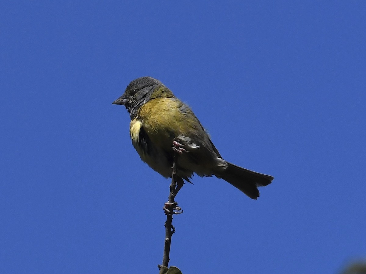 Gray-hooded Sierra Finch - ML646700959