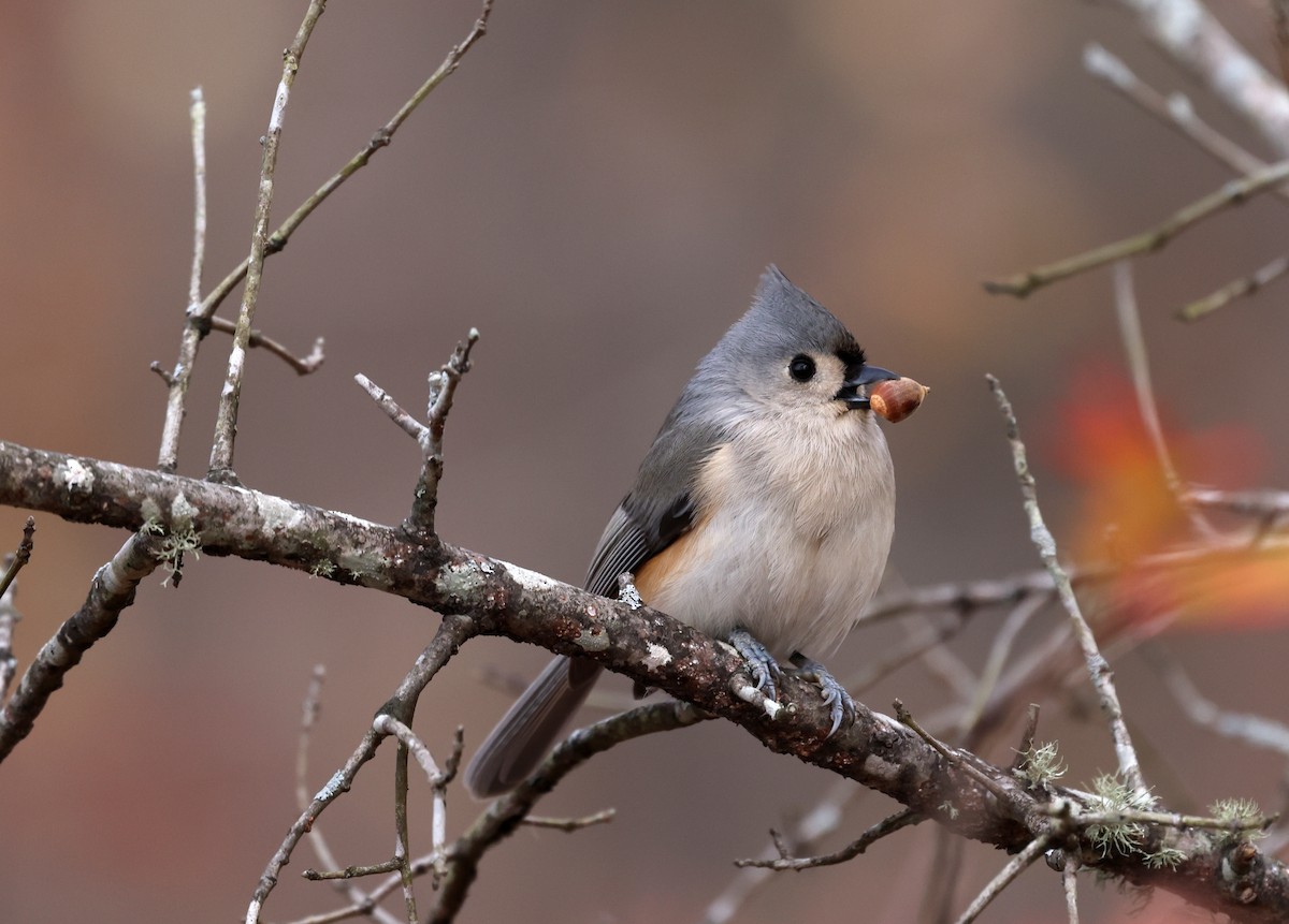 Tufted Titmouse - ML646700962