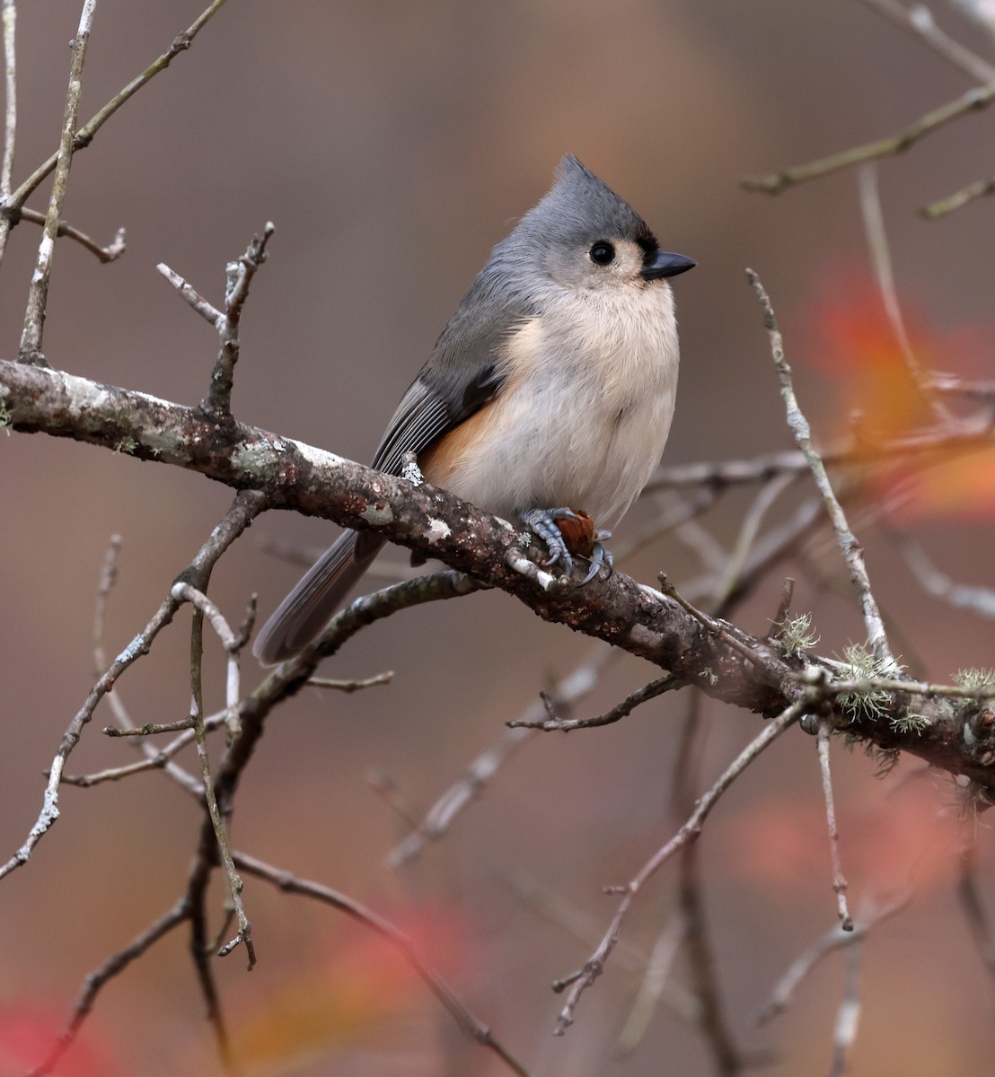 Tufted Titmouse - ML646700963