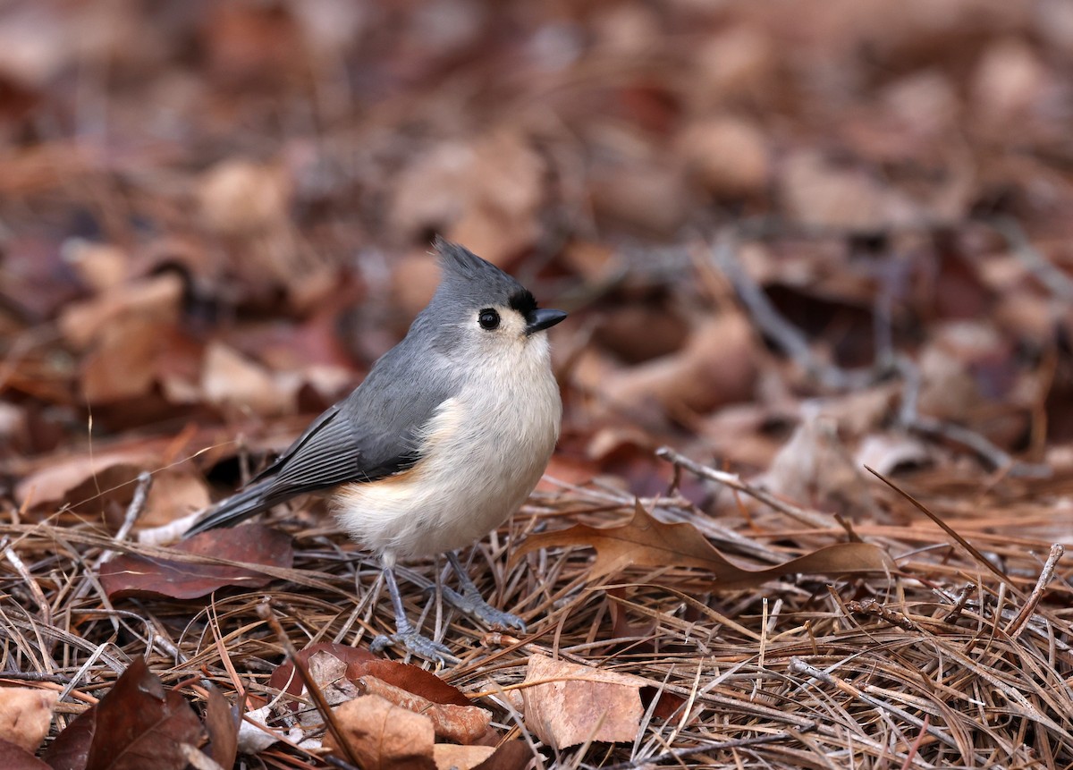Tufted Titmouse - ML646700964