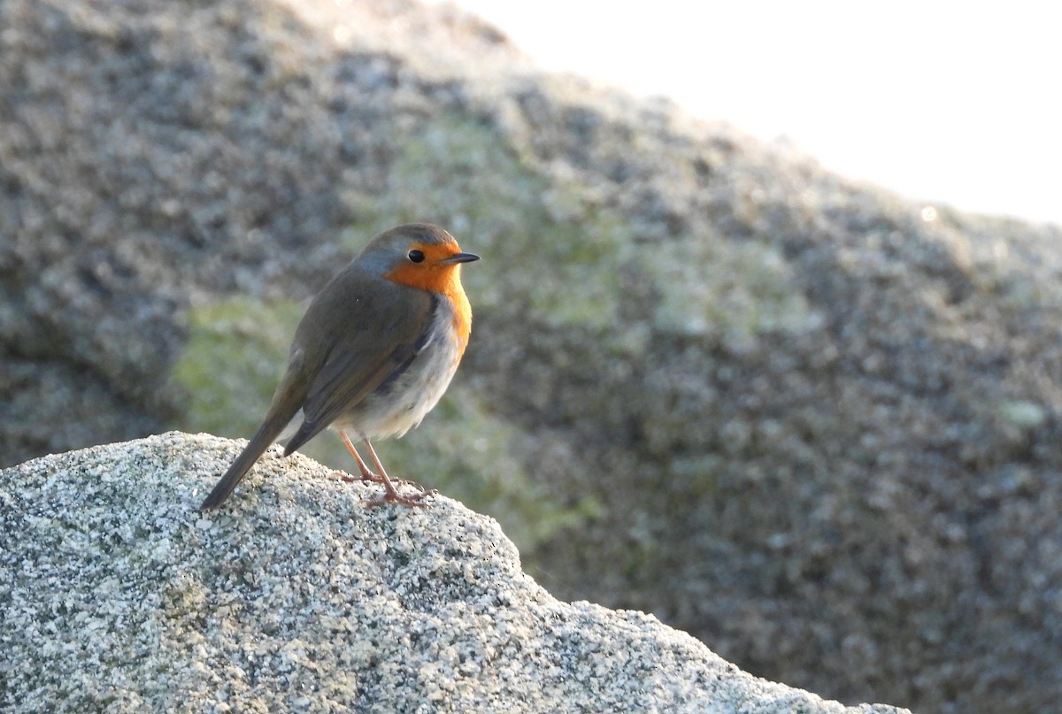 Kızılgerdan - ML646700965