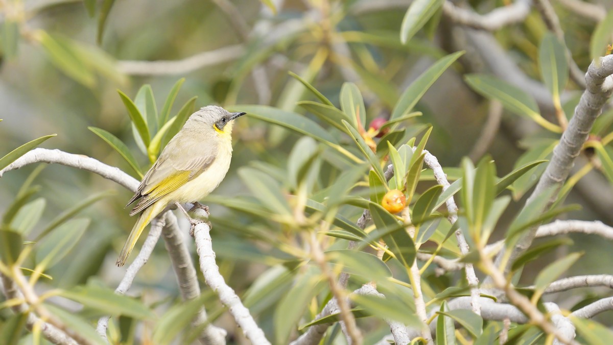 ハイビタイコバシミツスイ - ML646700967