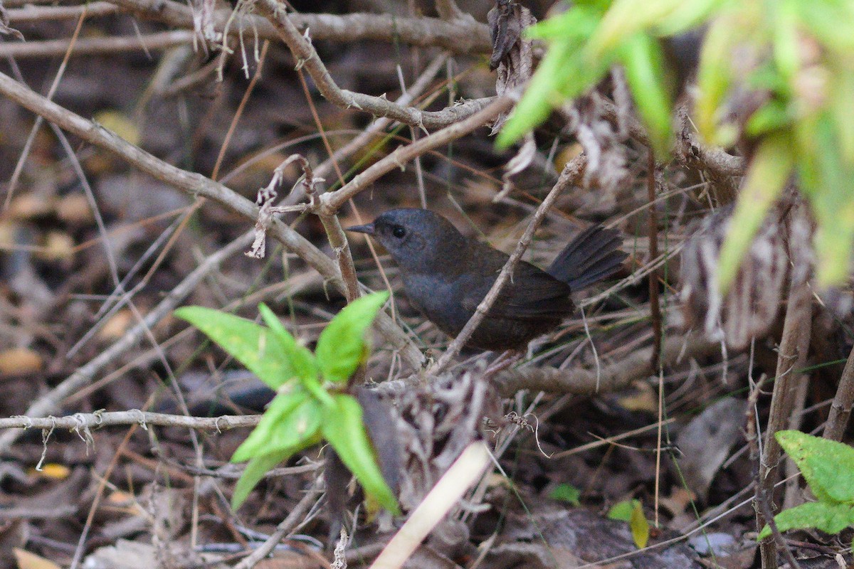 Dusky Tapaculo - ML646700971