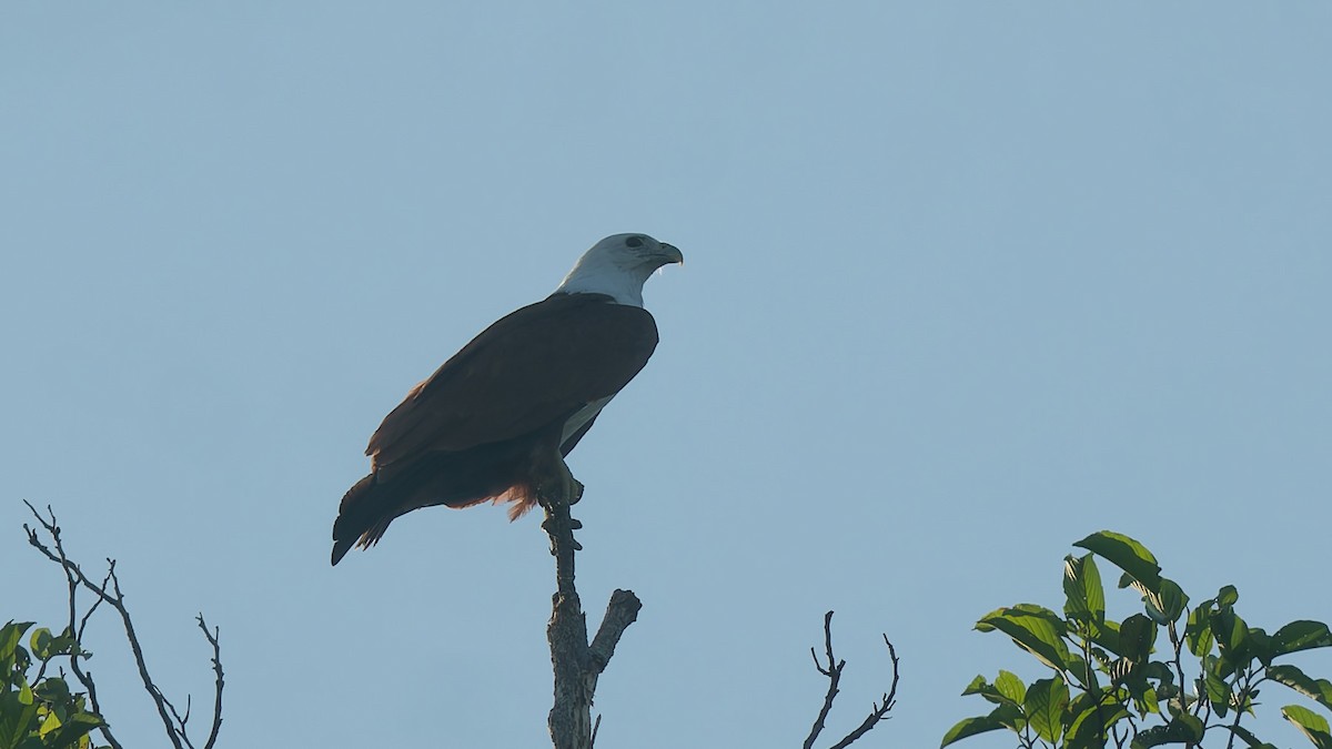Brahminy Kite - ML646700972