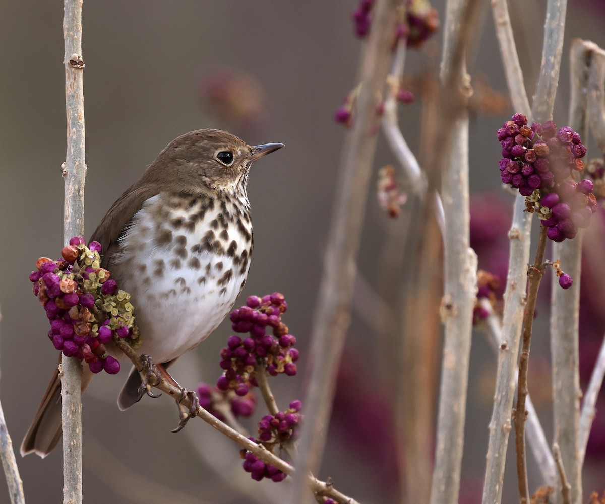 Hermit Thrush - ML646700973