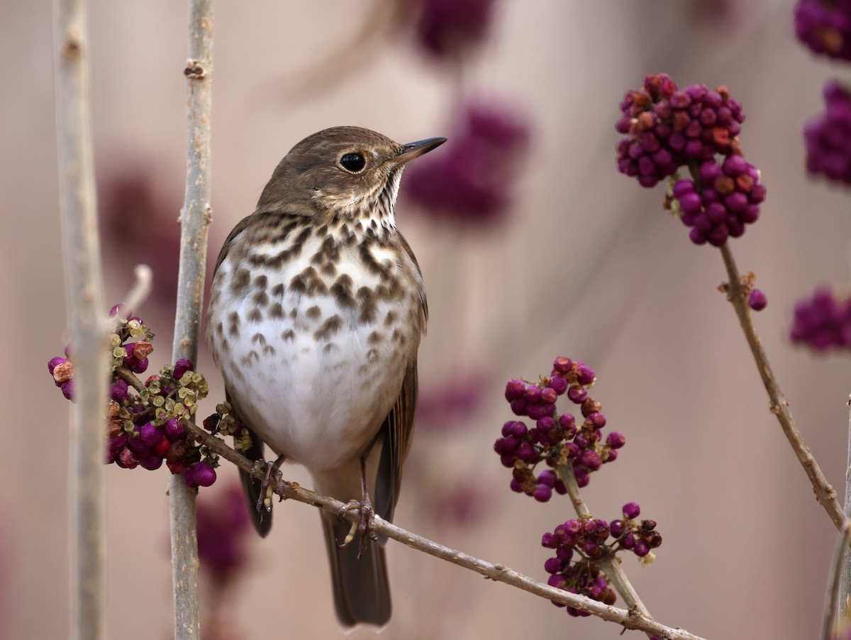 Hermit Thrush - ML646700974
