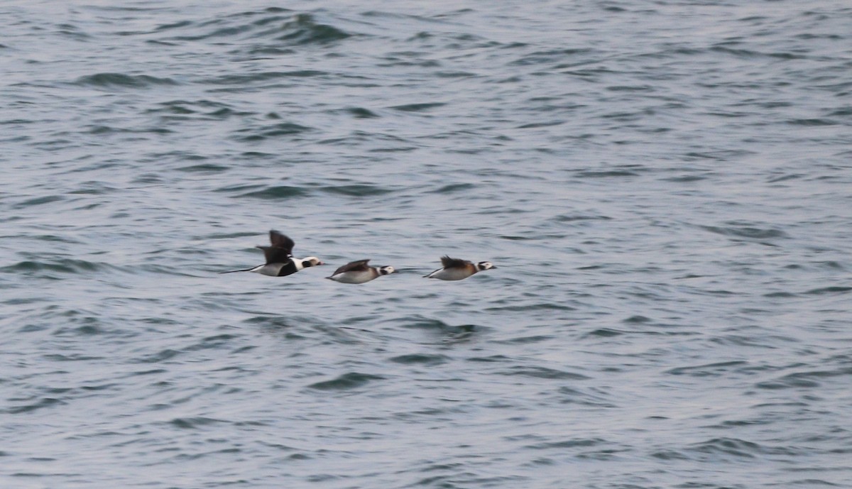 Морянка - ML646700976