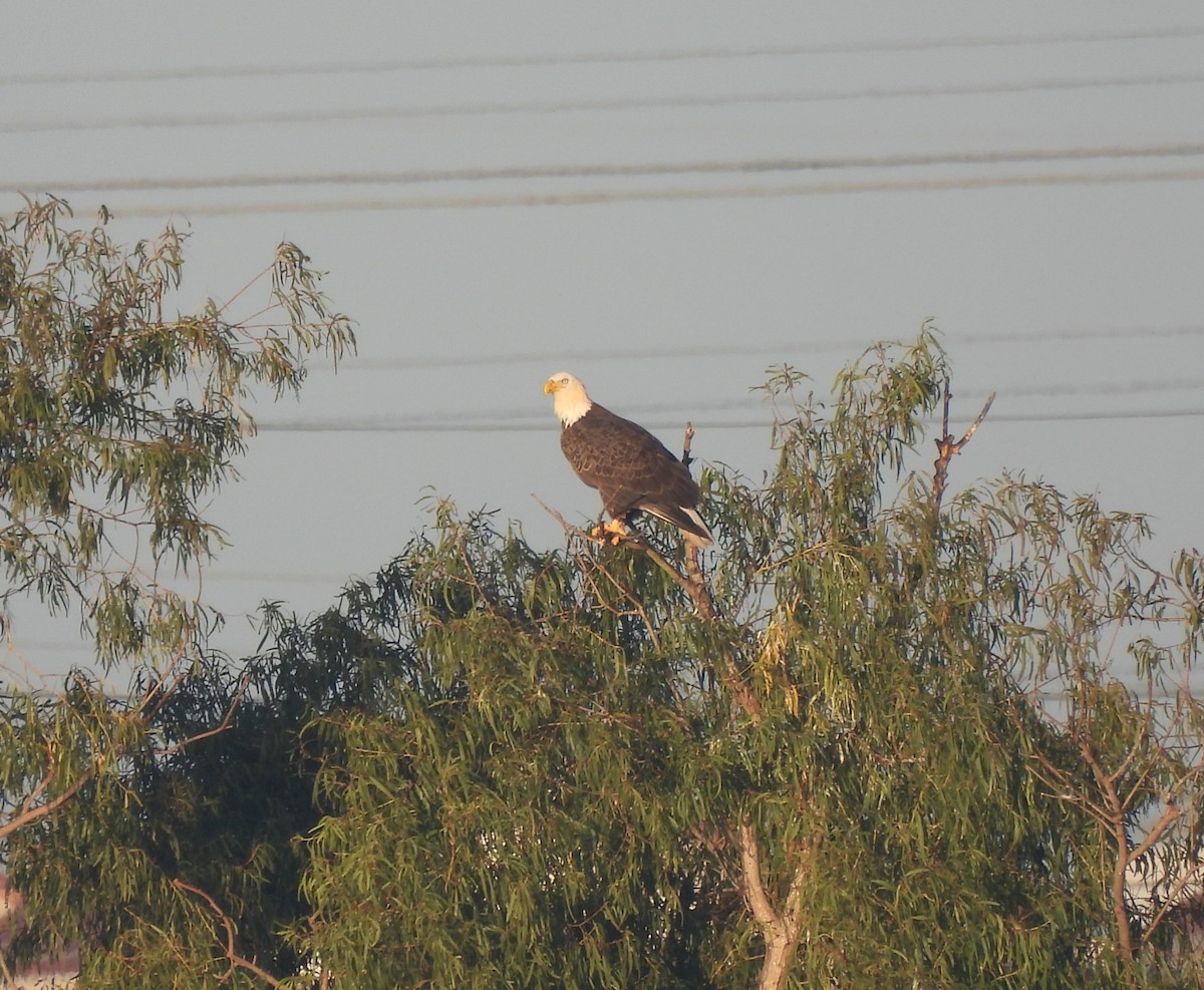 Weißkopf-Seeadler - ML646700977