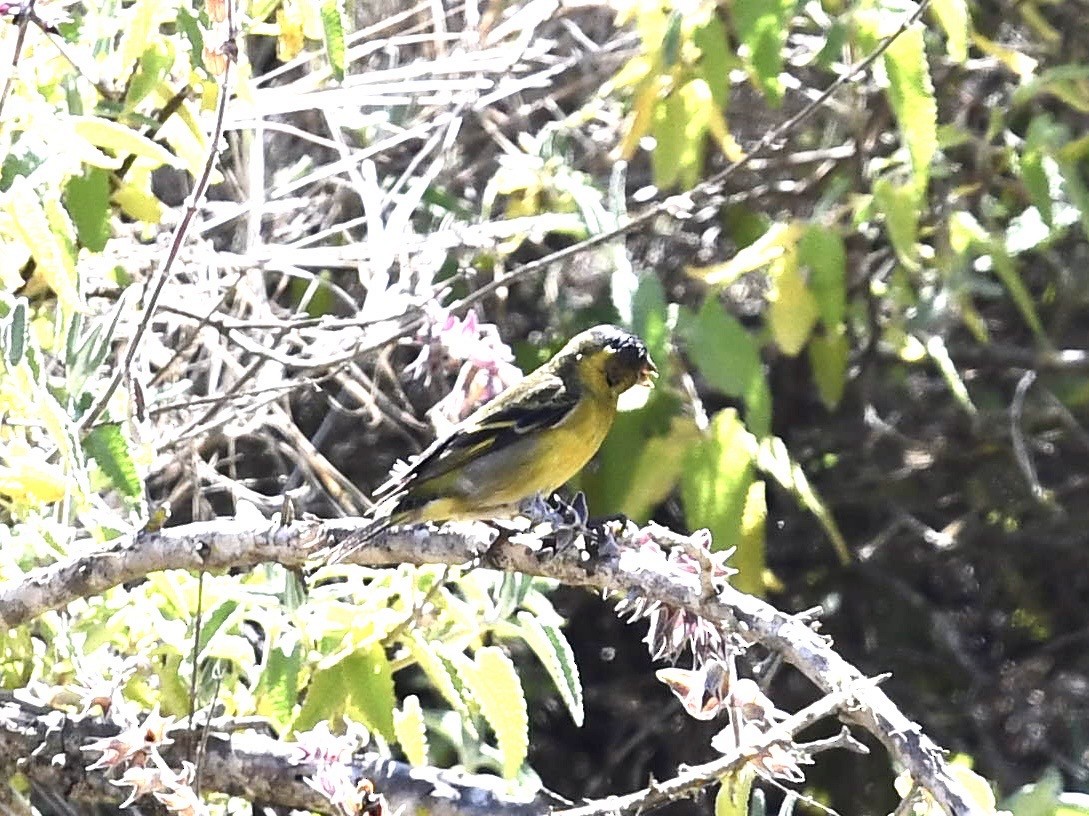 Black-chinned Siskin - ML646700978