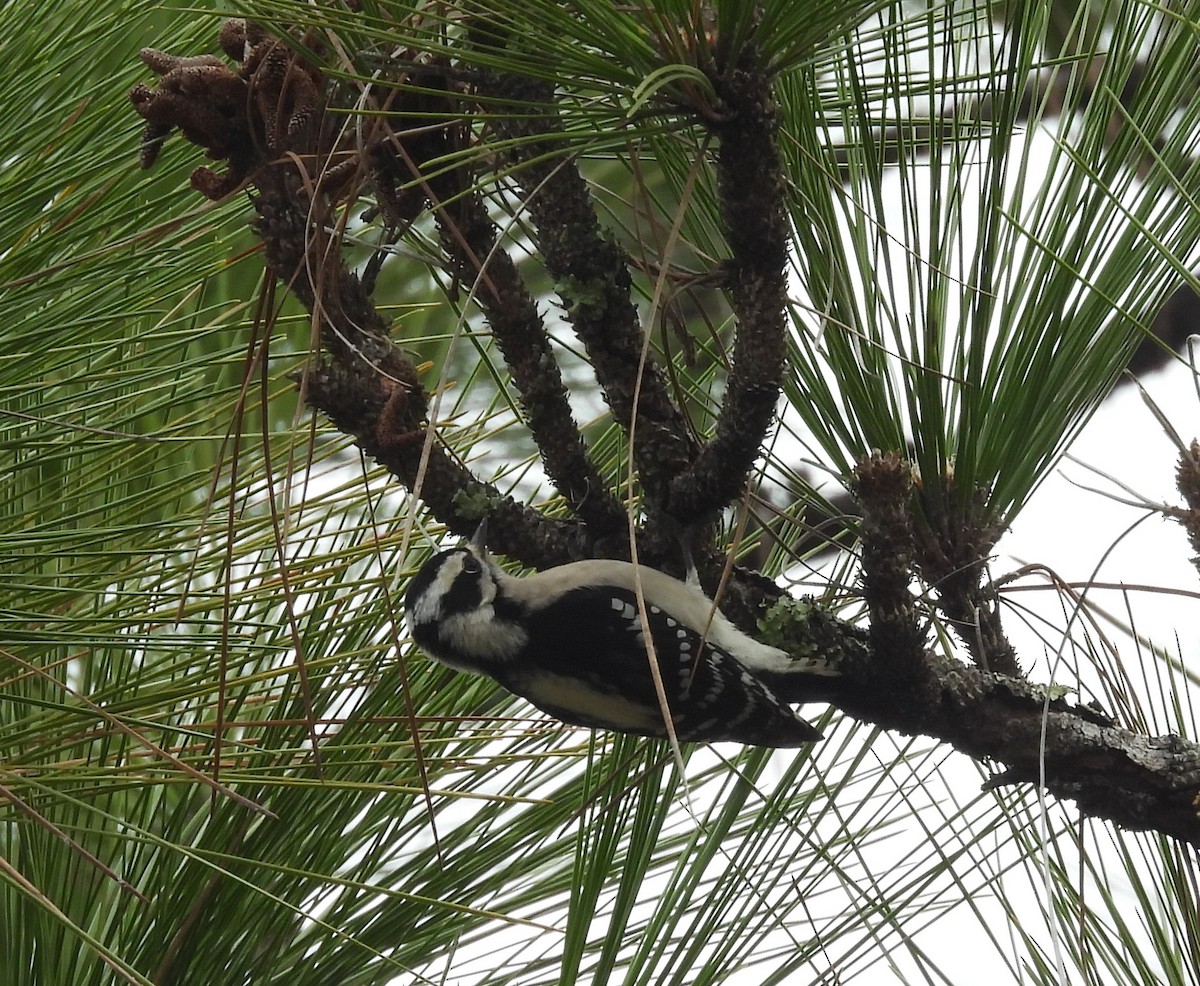 セジロコゲラ - ML646700980