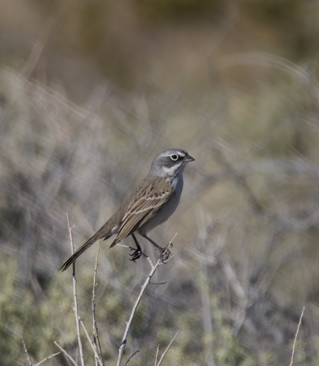 Chingolo de Nevada - ML646700982
