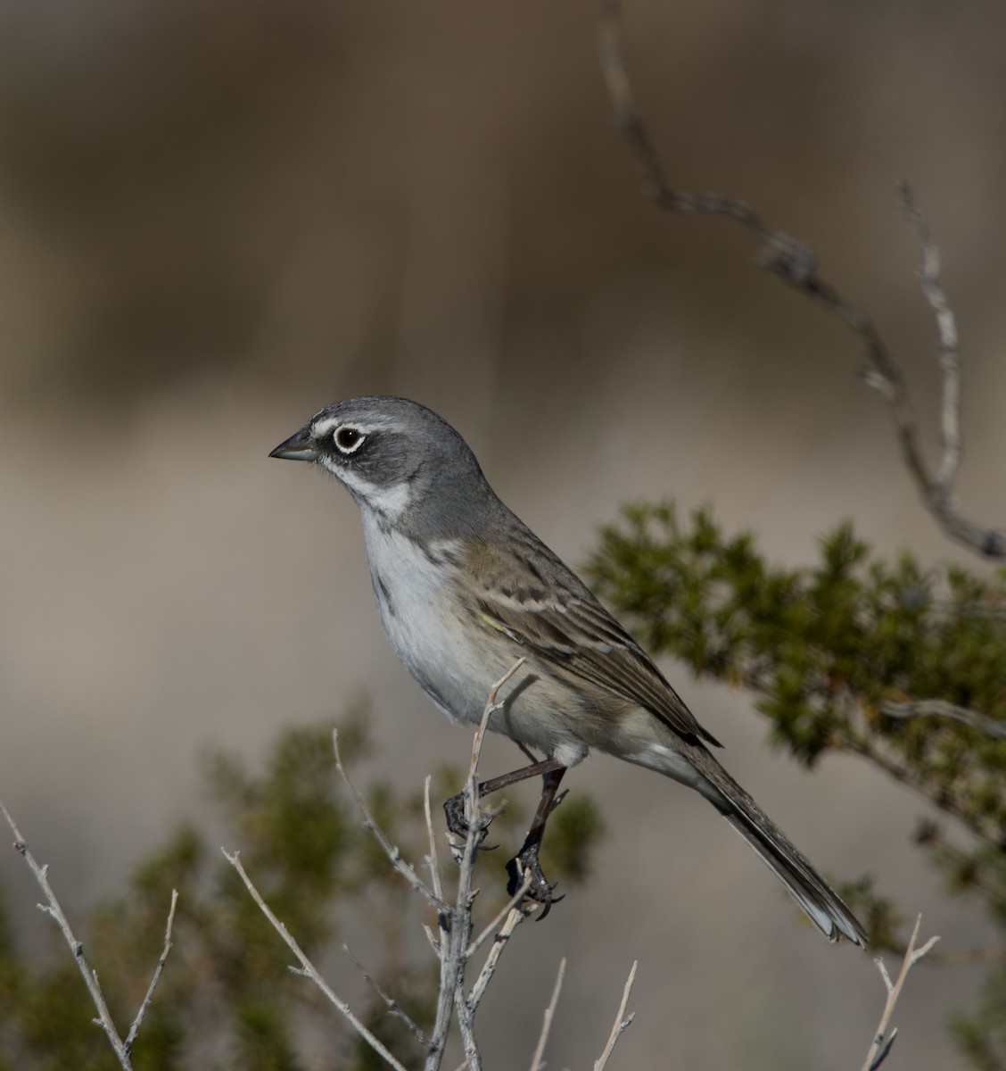 Chingolo de Nevada - ML646700983