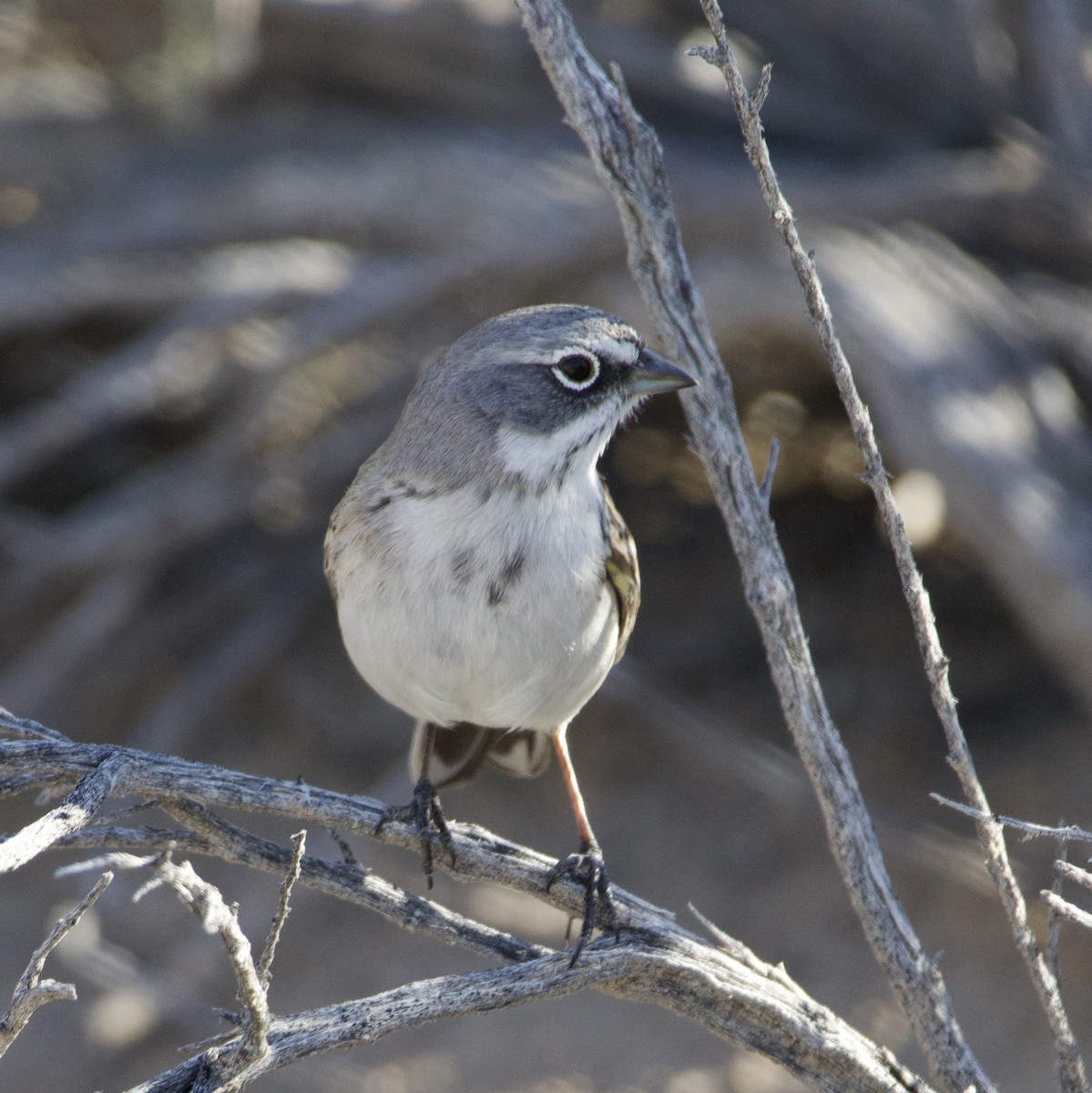 Chingolo de Nevada - ML646700984