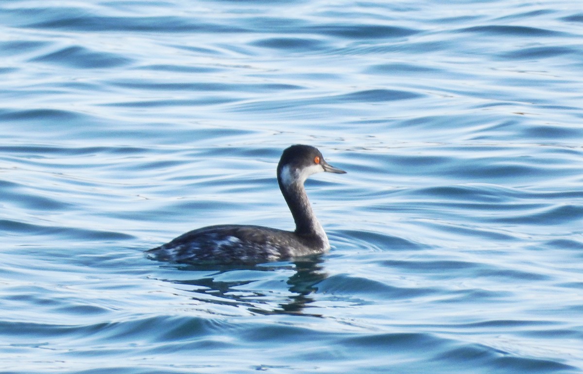 Grèbe à cou noir - ML646700985