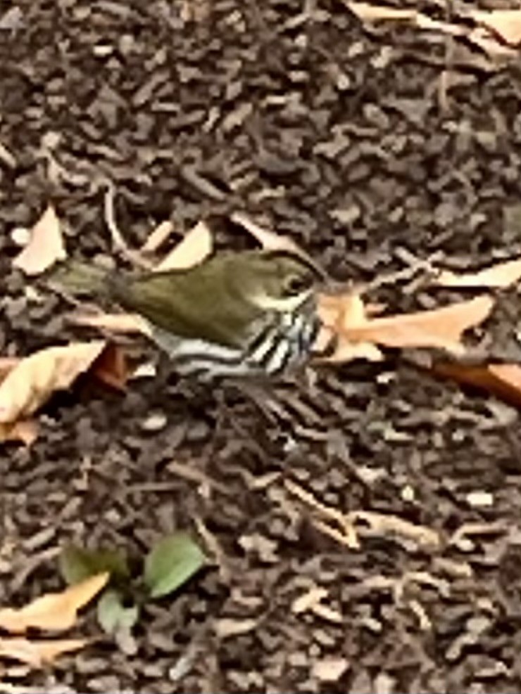 Ovenbird - ML646700986
