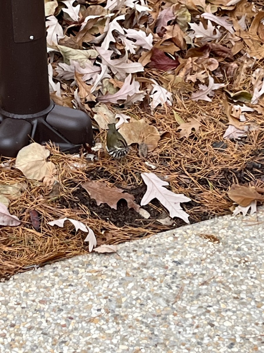 Ovenbird - ML646700987