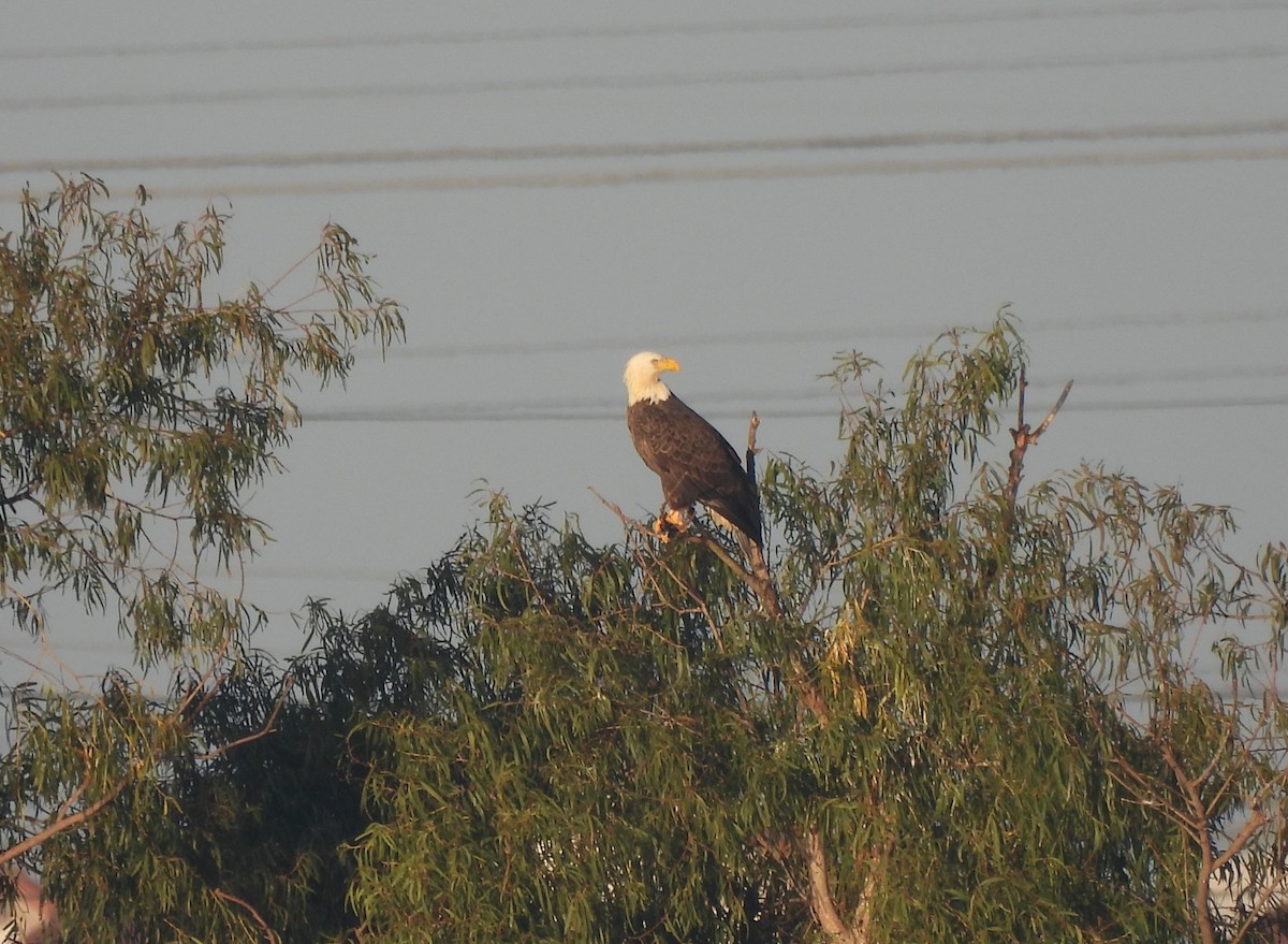 Weißkopf-Seeadler - ML646700988