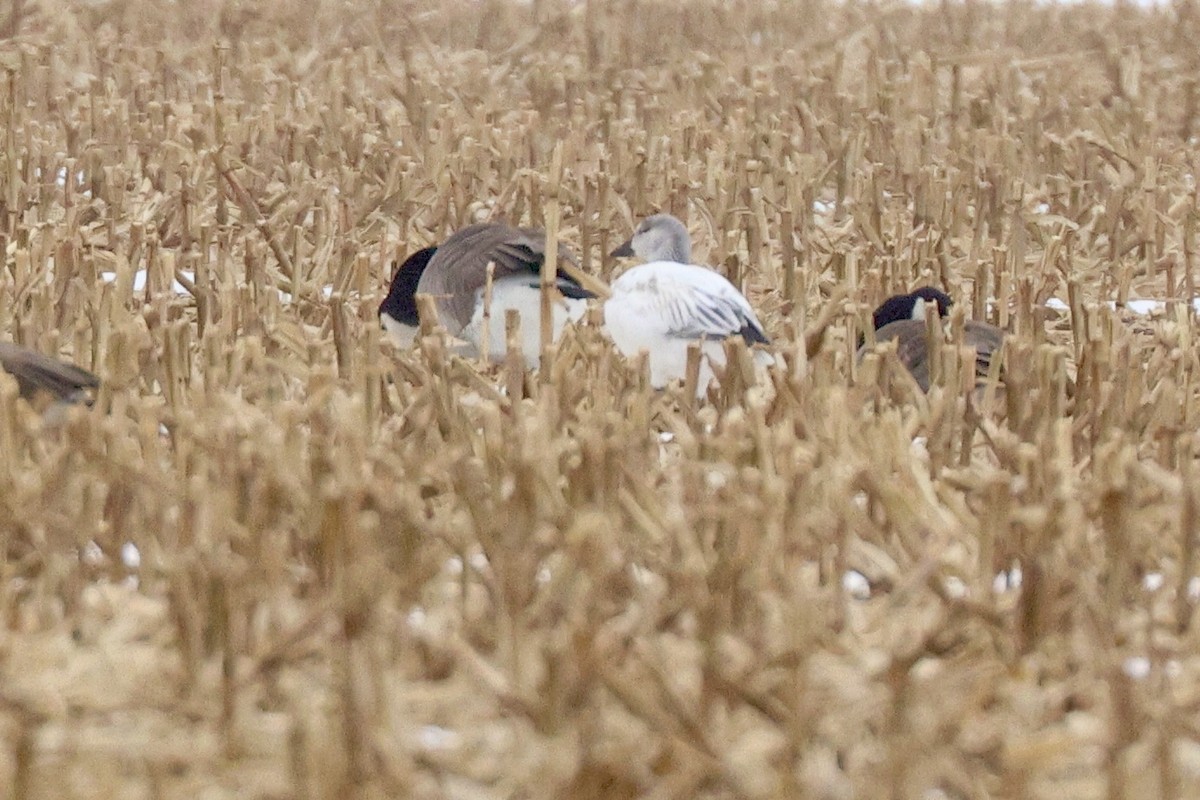 Цасны галуу - ML646700989