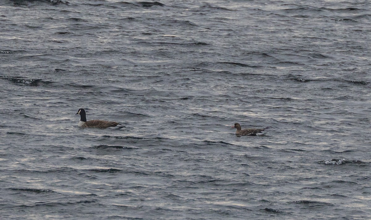 白額雁 - ML646700990