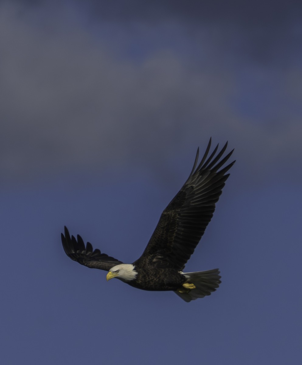 ハクトウワシ - ML646700995