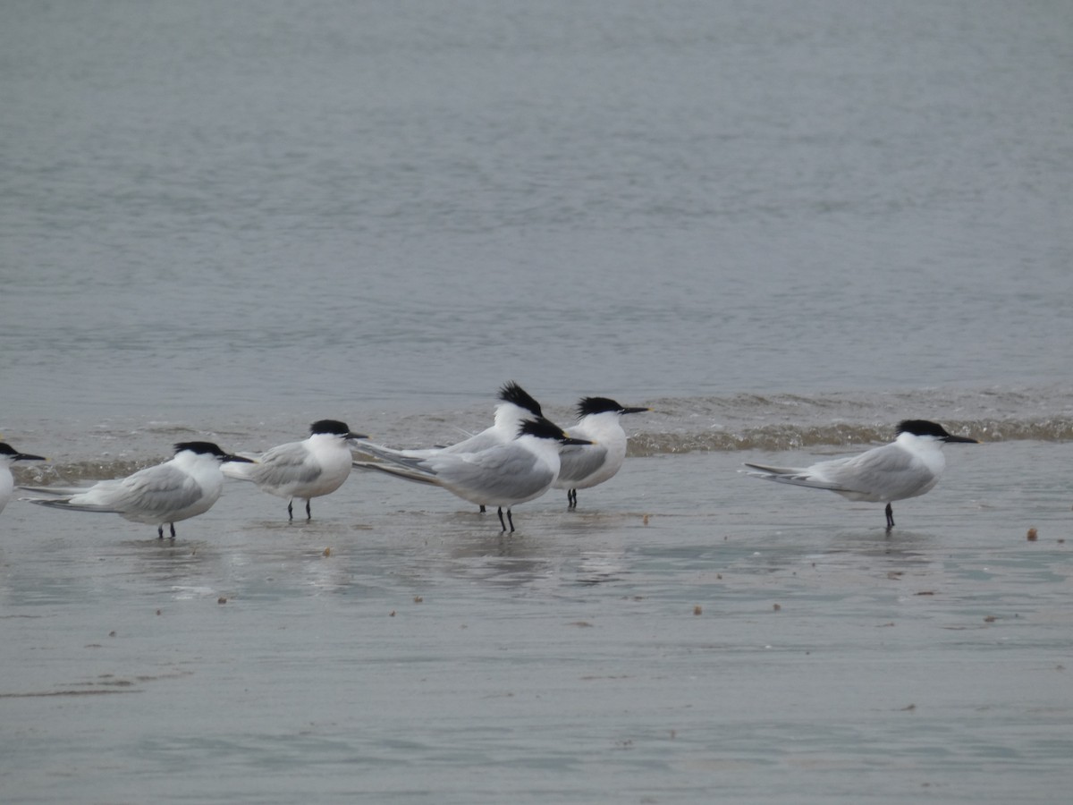 splitterne - ML646701007