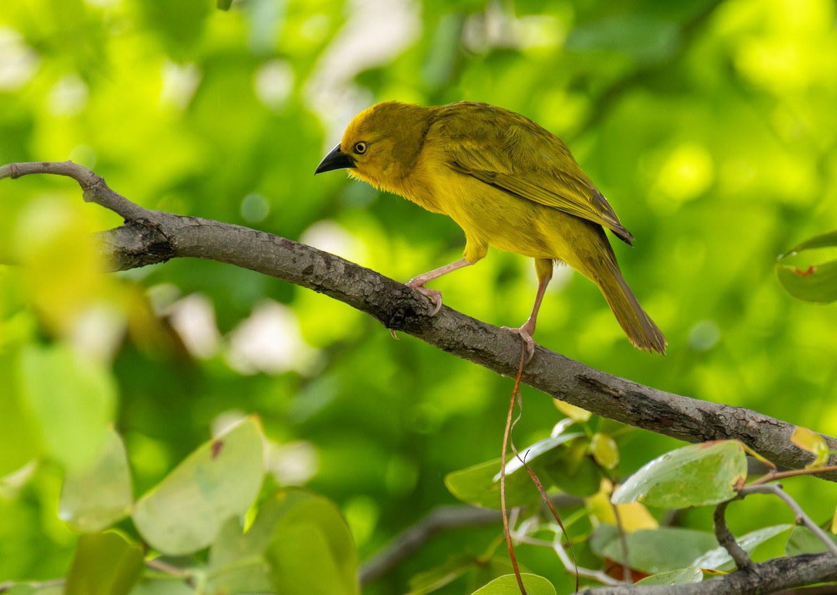 Holub's Golden-Weaver - ML646701008