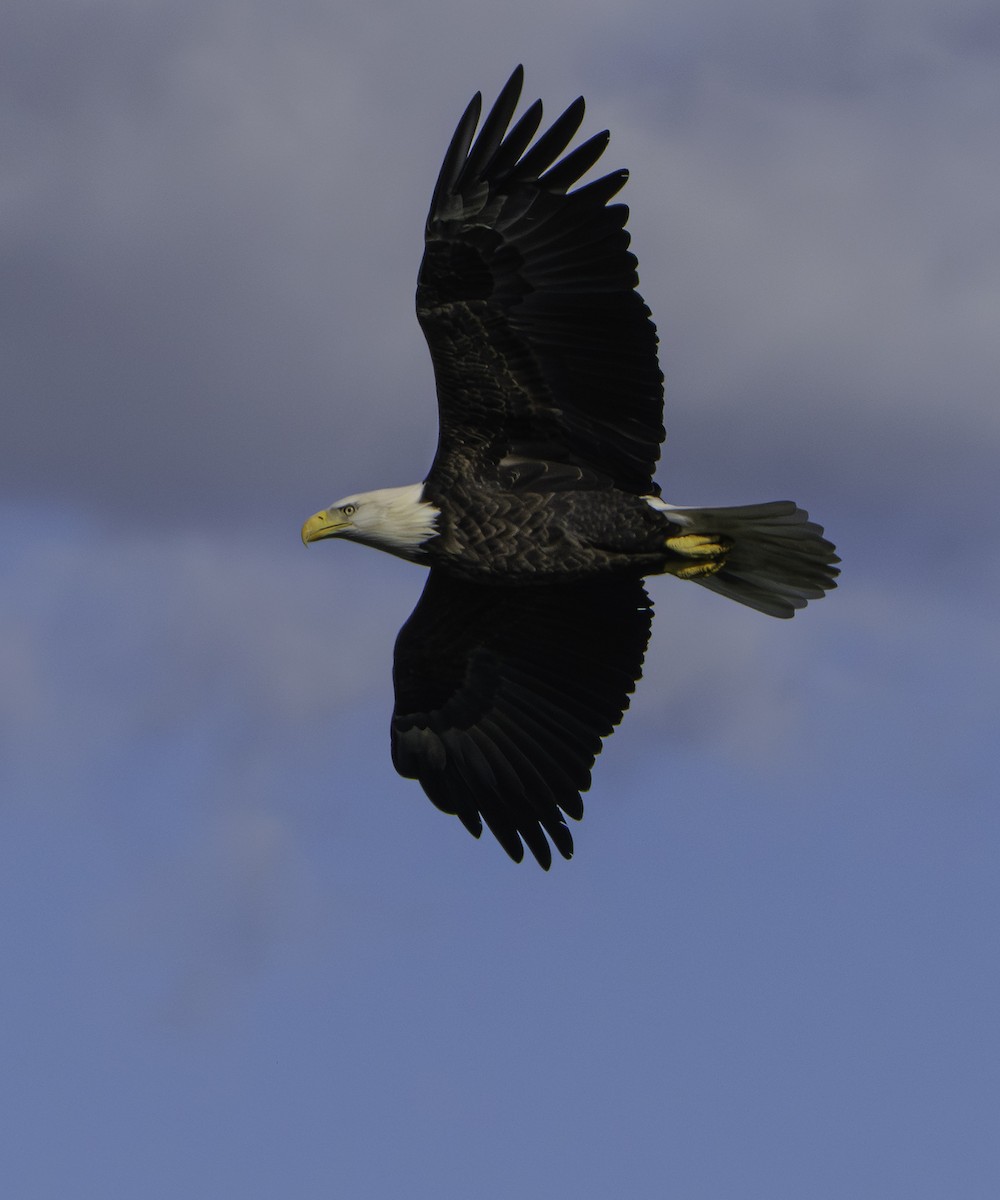 ハクトウワシ - ML646701010