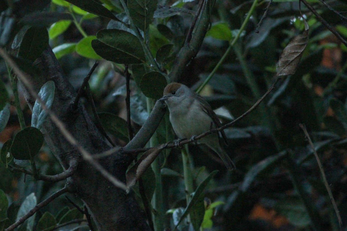Черноголовая славка - ML646701011
