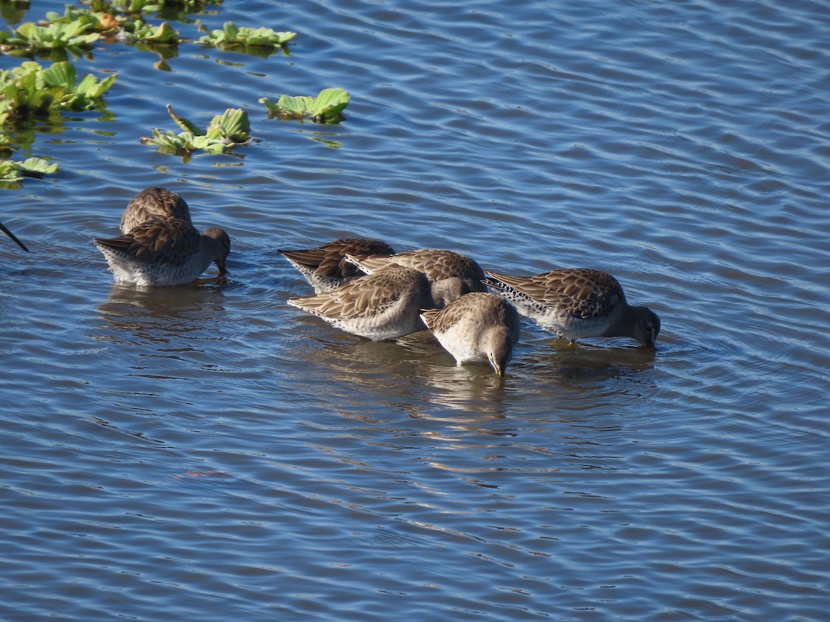 Tundraschlammläufer - ML646701013