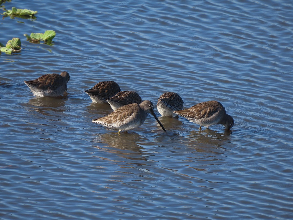 Tundraschlammläufer - ML646701014