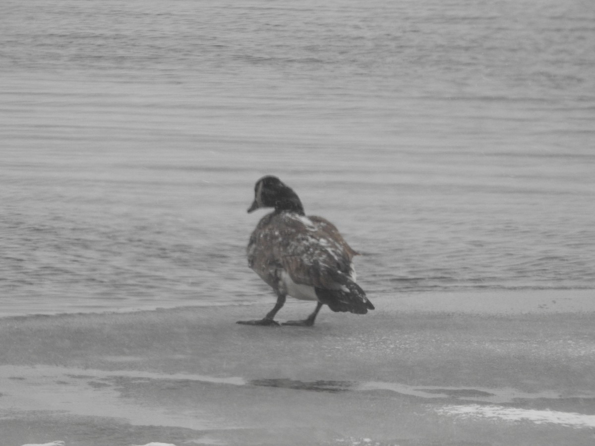 berneška velká - ML646701015