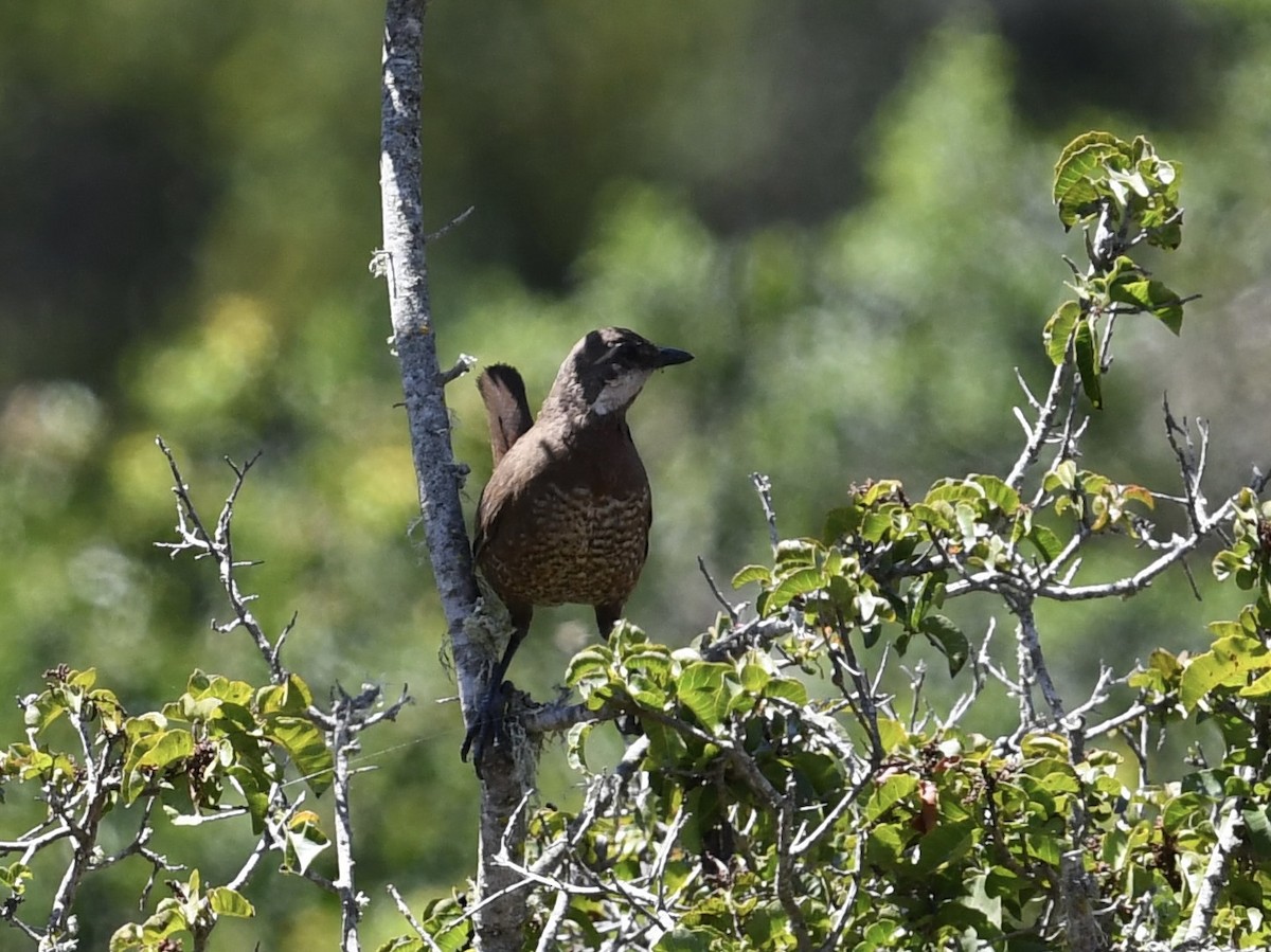 Moustached Turca - ML646701017