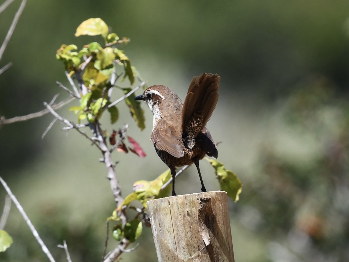 Moustached Turca - ML646701018