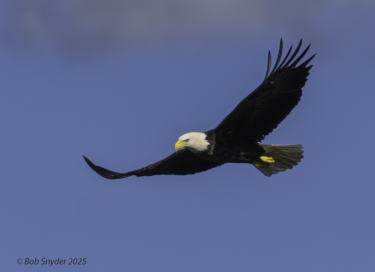 ハクトウワシ - ML646701020