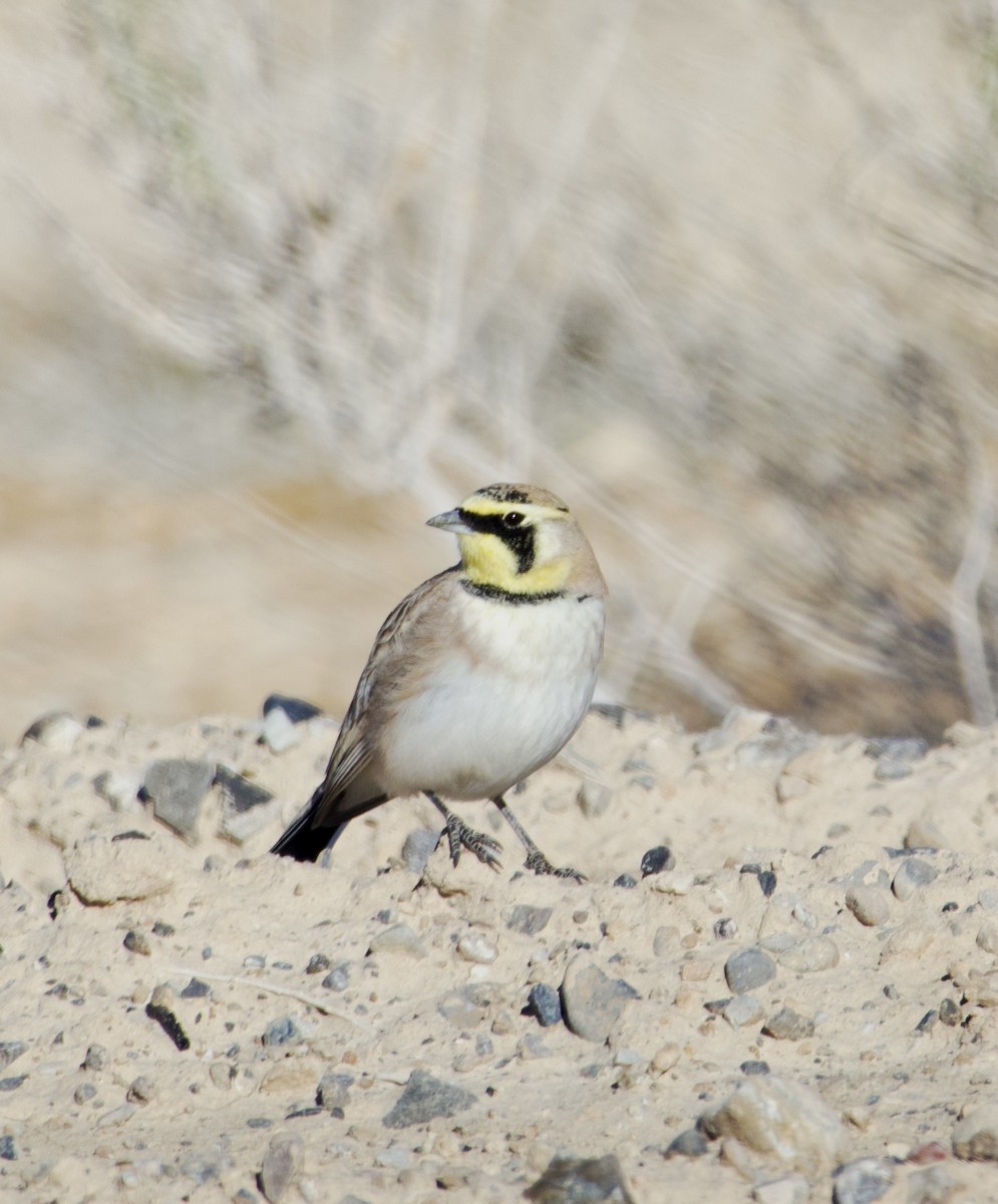Horned Lark - ML646701021
