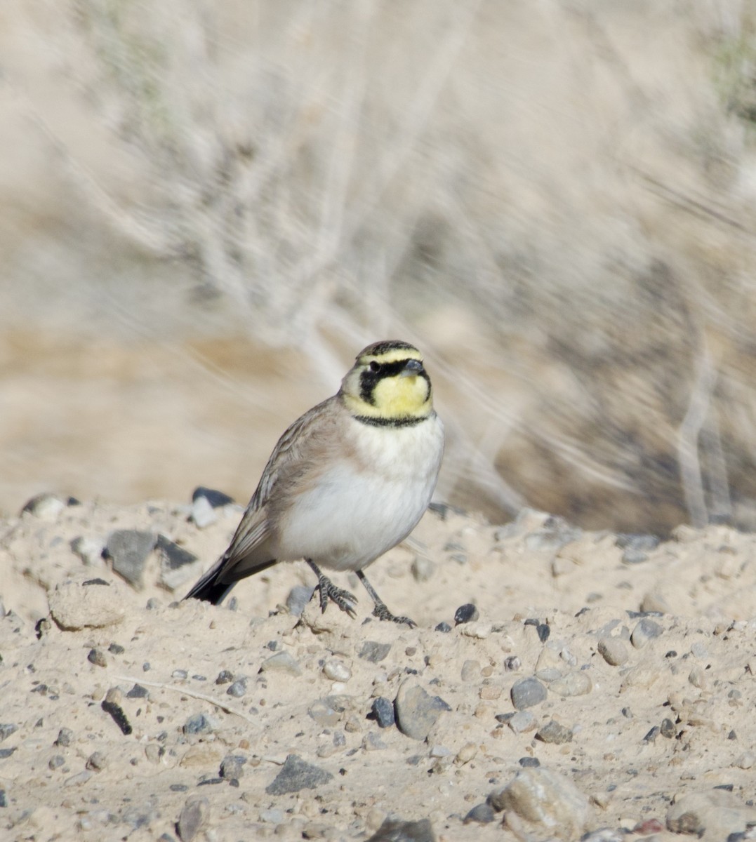 Horned Lark - ML646701022