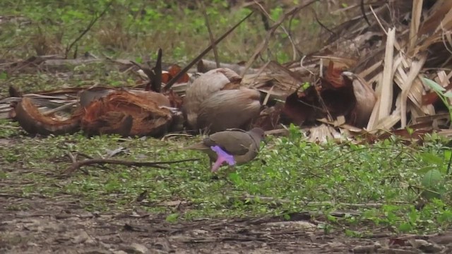 シロハラシャコバト - ML646701024