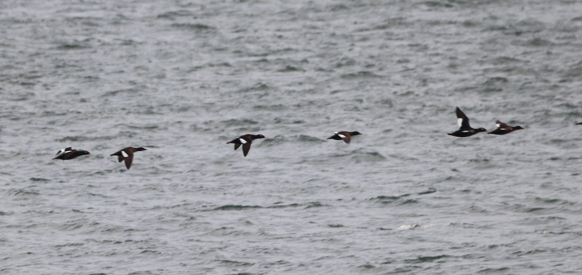 Белокрылый турпан - ML646701026