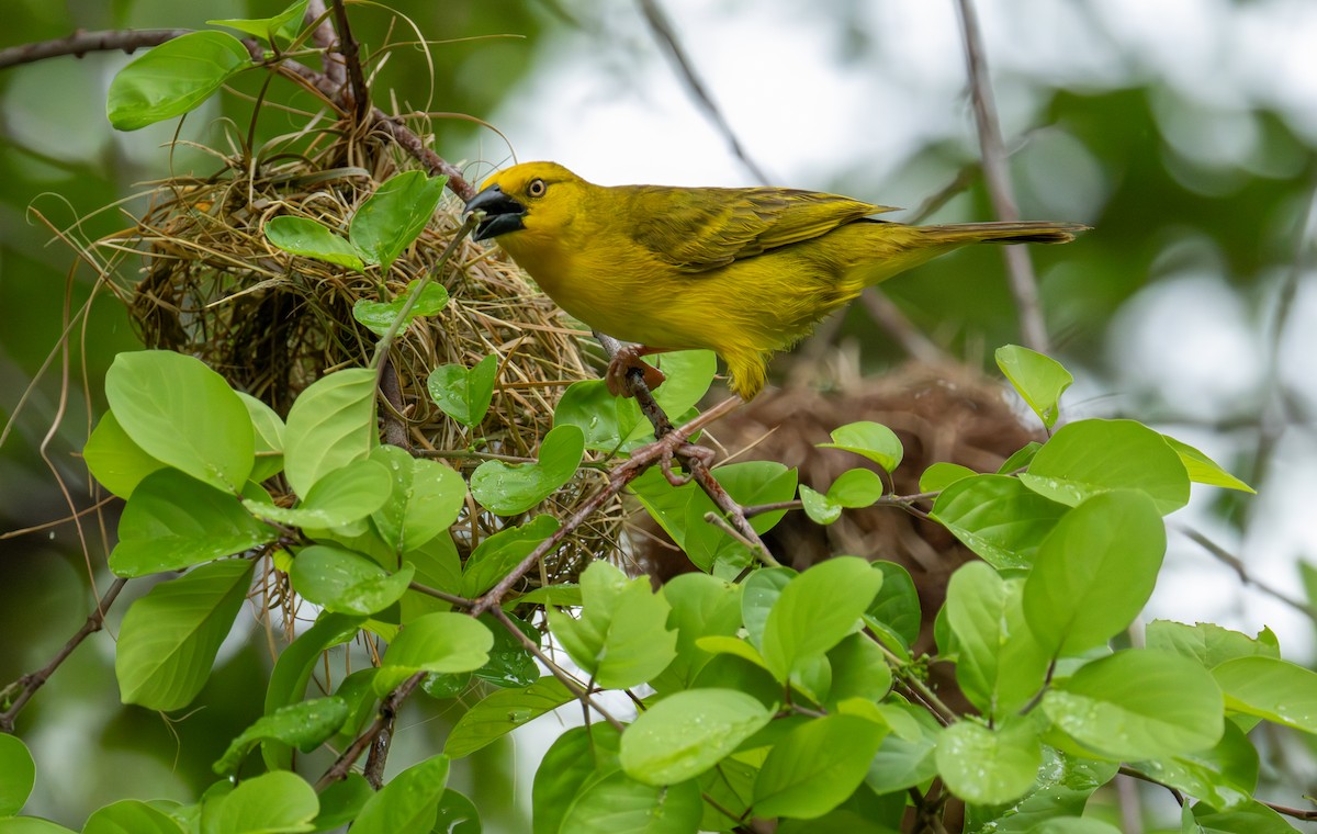 Holub's Golden-Weaver - ML646701029